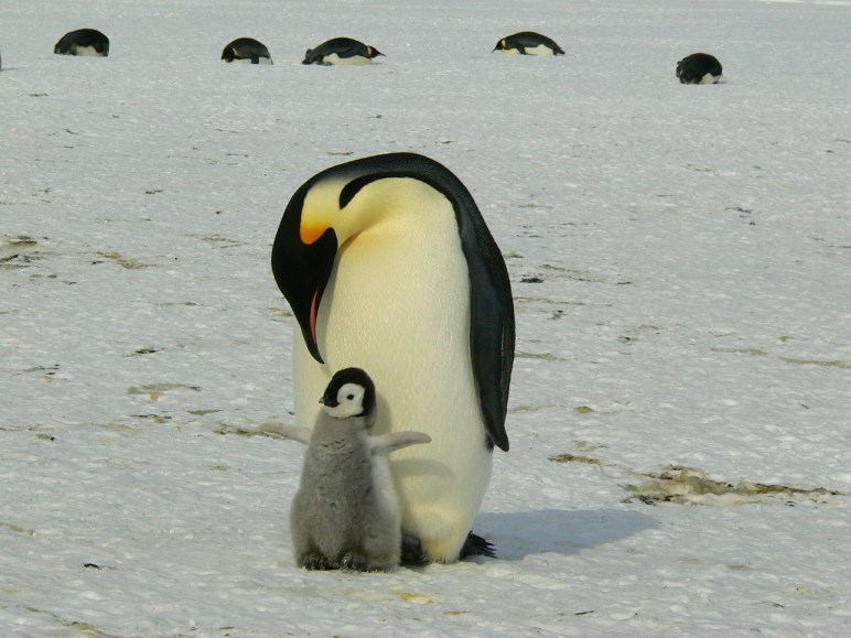 Pinguinmama mit Kind